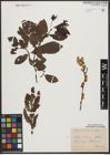 Foto von Salix silesiaca Willd.